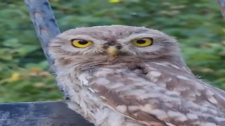 Tuncelide yavru baykuş, kendisini seven vatandaştan ayrılmak istemedi