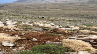 Tuncelide yıldırım isabet eden 200 koyun telef oldu