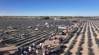 Türkiyenin en büyük Lavanta Bahçesinde festival coşkusu