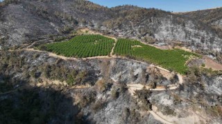 Türkiyenin yüreğini yakan yangında yüzleri gülümseten görüntü