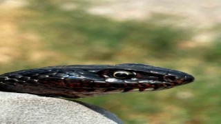 Tuvalete giren karayılan, yakalanarak doğal ortamına bırakıldı