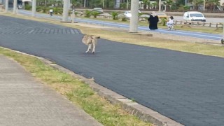Üç ayaklı köpek yaşama tutundu