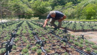 Uludağ etekleri lavanta kokacak