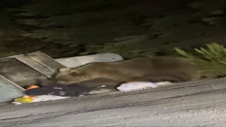 Uludağda aç kalan ayılar çöplere dadandı