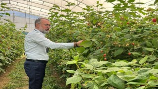 Uludağdan Sırbistana ahududu üretiminde uluslararası işbirliği adımı