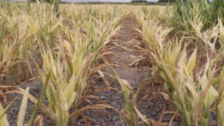 Ürünü kuruyan çiftçiden Denizli Belediyesine çağrı: DESKİ zararımızı karşılasın