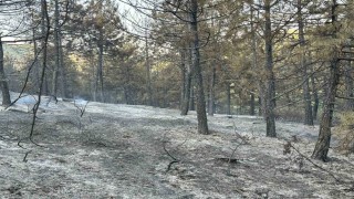 Uşaktaki orman yangını kontrol altında