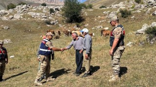 Üzümlüde 4 gündür kayıp 17 büyükbaş hayvanı jandarma buldu
