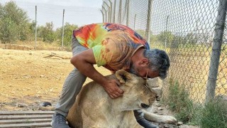 Vahşi hayvanlara olan sevgisini 12 yıldır aslanları besleyerek sürdürüyor