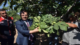 Vali Canbolat incir hasadına katıldı