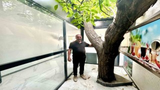 Vanda asırlık ceviz ağacı iş yerinin ortasında yaşatılıyor