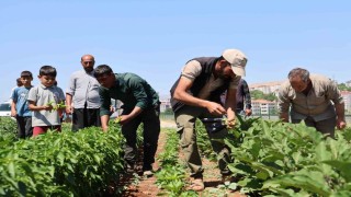 Vatandaş tarladan sofraya sebzeye doyacak
