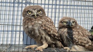 Vatandaşların bulduğu yavru kukumavlar uçmaya hazır