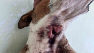 Yaban domuzları köpekleri hedef aldı