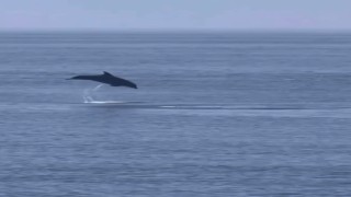 Yalova Esenköyde yunus şov