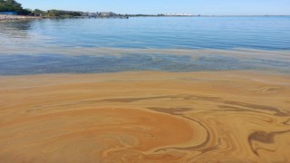 Yalovada deniz kirliliğine sebep olan fabrikaya inceleme