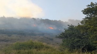 Yalovada orman yangını
