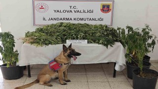 Yalovada uyuşturucu operasyonunda 1 tutuklama