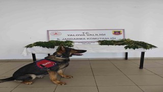 Yalovada yasa dışı kenevir ekimi yapan zanlı tutuklandı