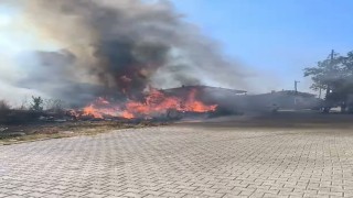 Yalovada zeytinlikte yangın