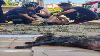 Yanan evini gören kadın baygınlık geçirdi, kedisi oksijen maskesiyle kurtarıldı