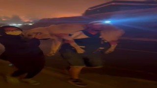 Yangın bölgesindeki hayvanların tahliyesi için seferber oldular