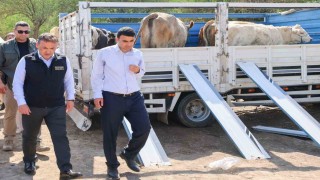 Yangın sonrası üreticilere büyükbaş ve küçükbaş hayvan desteği sağlandı