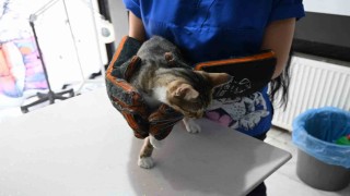 Yangında zarar gören hayvanlara ilk yardım nasıl yapılmalı