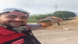 Yangından etkilenen hayvanlara elleriyle su verdiler