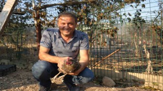 Yangından kaçıp kurtulan tavuk kümesine geri döndü