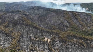 Yangının kontrol altına alındığı ormandan geriye kül yığını kaldı