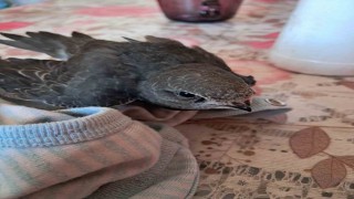 Yaralı ebabil kuşuna vatandaş sahip çıktı