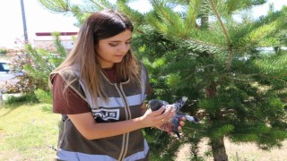 Yaralı güvercine polis şefkati