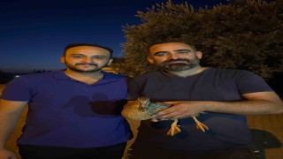 Yaralı halde bulduğu yaban ördeğini tedavi ettirdi