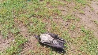 Yaralı karga, havadaki kargalar sayesinde bulundu