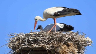 Yaren leyleği kıskandıracak Leylek Köyü