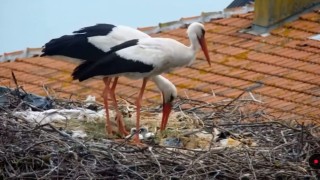 Yarenin vericili yavrusu ilk uçuşunu gerçekleştirdi