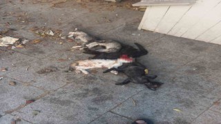 Yavru kediler öldürülmüş olarak bulundu: 1 gözaltı