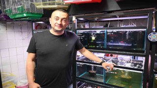 Yaz sıcaklarında evlerde balık ve kuş bakımı