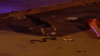 Yılan ile kedinin kavgası kamerada