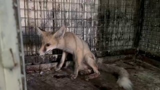 Yol ortasında yaralı olarak bulunan tilki tedavi altına alındı