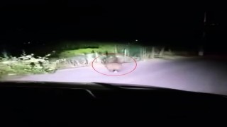 Yola inen yavru ayı cep telefonu ile görüntülendi