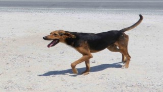 Yozgatta köpeğini başıboş bırakan kişiye ilk ceza kesildi