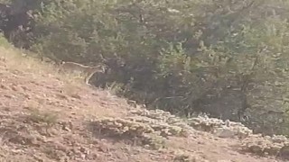 Yozgatta vaşak görüntülendi