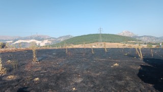 Yüksek gerilim hattına çarpan karga, 2 dönüm alanı kül etti