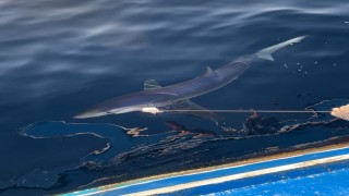 Yunanlılara kafa tutan balıkçının oltasına Gökçeada açıklarında mavi köpek balığı takıldı