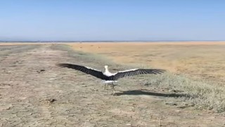 Yuvadan düşen leylek tedavisinin ardından doğaya salındı