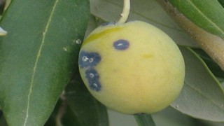 Zeytin üreticilerine ‘Zeytin Kabuklu Biti uyarısı