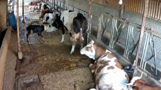 Zincirli anne ile yeni doğan buzağının kavuşma mücadelesi