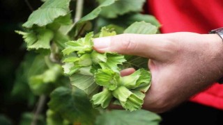 Zirai don, fındık üretiminde Samsunu Türkiye 1incisi yapacak